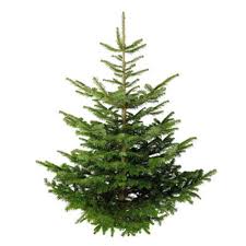 Jetzt weihnachtsbaum kaufen für weihnachten große auswahl lieferung an die haustüre kauf auf rechnung. Tannenbaum Tannenpost Weihnachtsbaum Online Kaufen