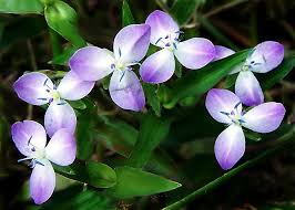 Image result for Commelinaceae