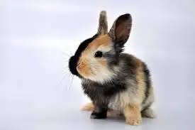 The rest of their diet should be a healthy mix of pellets, vegetables and fruits. Harlequin Rabbit Characteristics Spoilt Pups