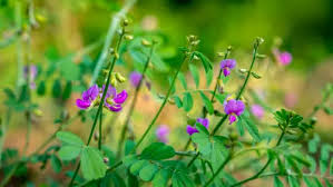 Image result for Tephrosia multijuga