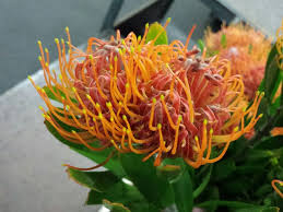 Image result for Leucospermum saxosum