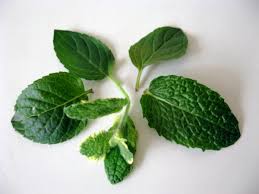 The term mint is an umbrella term for the mentha plant family that includes spearmint, peppermint, orange mint mint extract is a mixture of spearmint and peppermint, whereas peppermint extract is just that. Mint Varieties From Chocolate Mint To Peppermint Delishably