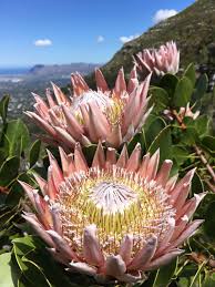 Image result for Aloe welwitschii