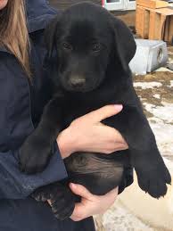 8 Week Old Black Lab Puppy Day One Choosing A Puppy Labrador Retriever Labrador Puppy Training Puppies
