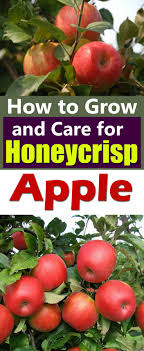 While it's grown for fruit production it also makes for an excellent garden ornamental. Care And Growing Honeycrisp Apples How To Grow Honeycrisp Apple Tree Balcony Garden Web