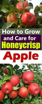 While it's grown for fruit production it also makes for an excellent garden ornamental. Care And Growing Honeycrisp Apples How To Grow Honeycrisp Apple Tree Balcony Garden Web