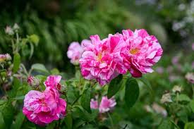 Maybe you would like to learn more about one of these? 10 Jenis Bunga Mawar Terindah Di Dunia Ada Yang Paling Langka