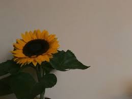 Koleksi foto wallpaper dan sketsa bunga matahari dalam format hd hitam putih kartunanimasi dan warna warni. Bunga Wallpapers Free Bunga Wallpaper Download Wallpapertip