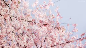 Erhalten sie kostenlos die beste software für ihren computer. Hanami Wallpaper Kostenlose Hintergrunde Mobil Desktop Hd