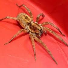 It is the most common and widespread of the brown spiders, but it is found only in the south and central united states. Spiders In Tennessee Species Pictures