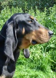 Image result for jurský honič