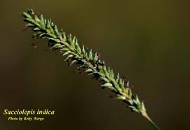 Image result for Sacciolepis rigens