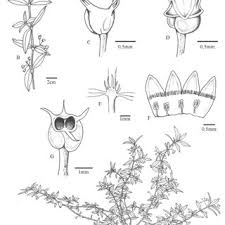 Image result for Oldenlandia corymbosa