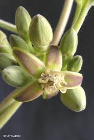 Image result for Raphionacme lanceolata