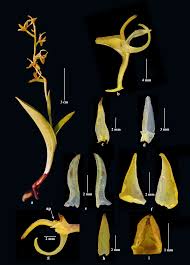 Image result for Habenaria hologlossa