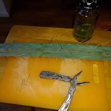 Check spelling or type a new query. Psychedeliccactus Instagram Posts Gramho Com