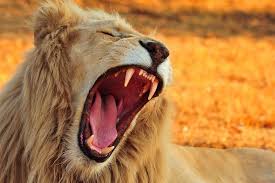 Beast Roar Lion Animal Muzzle Wallpaper Animals Lion Animal Wallpaper