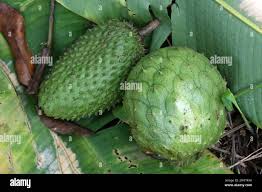 Image result for Annonaceae