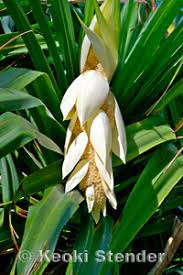 Image result for Pandanaceae