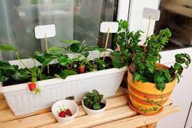 Créez un bon environnement pour la culture de fraises. Planter Des Fraisiers Au Jardin Ou En Pot Hortus Focus I Mag