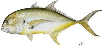 Black And White Striped Fish Florida Pin By Spinelli Industries On Jack Crevalle Fish Florida Fish Fish Mounts