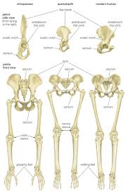 Chimpanzee Pelvis Britannica Online Encyclopedia Biological Anthropology Human Evolution Ancient Humans