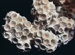 Image result for Microcoelia corallina