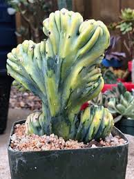 Image result for Myrtillocactus geometrizans