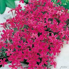 Foto Pinkfarbener Polsterphlox Deutsch Pflanzen Garten Schluter Gartenpflanzen