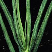 Image result for Onion Thrips