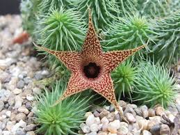 Instead, they often develop extensive, shallow root systems that sit just under when it rains, cacti shoot out more roots. How To Grow And Care For Huernia World Of Succulents