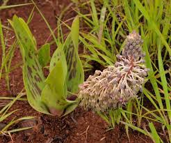 Image result for Ledebouria revoluta