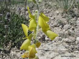 Image result for Crotalaria onobrychis