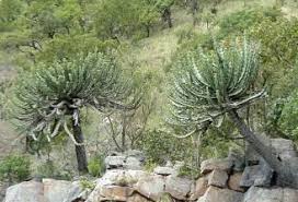 Image result for Euphorbia cooperi
