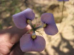 Image result for Moraea carsonii