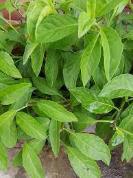 Maybe you would like to learn more about one of these? Taman Syifa Khasiat Pokok Sambung Nyawa Facebook