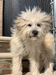 Den regnes av mange som en genetisk variant av peruviansk nakenhund (perro sin pelo del perú) og eksisterer i to størrelsesvarianter, kalt khala medio og khala grande. Emily Never Has A Bad Hair Day She Was Korean K9 Rescue Facebook