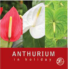 Anthuriums Symbolize Abundance And Happiness Their Blooms Are Long Lasting And Retain Their Beauty And Form In Fl Paradise Flowers Anthurium Wholesale Flowers
