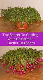 Christmas Cactus Care More Blooms Propagate Identify Holiday Cacti Cactus Care Christmas Cactus Care Christmas Cactus