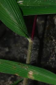 Image result for Setaria poiretiana