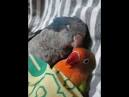 2 parrots together <?=substr(md5('https://encrypted-tbn0.gstatic.com/images?q=tbn:ANd9GcQOobVPpuzPTOEjJNLaAuAmS8LpKjhLjLq3FpQHbQuijCxlWdszmRBO6yo'), 0, 7); ?>