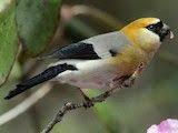 Epingle Sur Oiseaux
