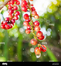 Image result for Antidesma vogelianum