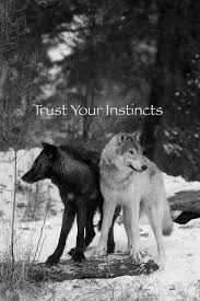 Pin By K On Vargar Arctic Wolf Animals Wolf