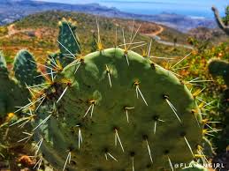 Don't sit on a cactus. The World Is Full Of Cactus But We Don T Have To Sit On It Will Foley Steemit