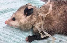 But there's a few that are special, and the coyote was one. What The Rescue Of An Opossum Stuck In A 6 Pack Teaches Us About Our Plastic Addiction One Green Planet
