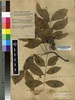 Image result for Zanha golungensis