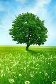 Maybe you would like to learn more about one of these? Green Iphone Pinterest Nature Wallpaper Novocom Top
