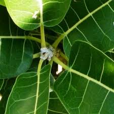 Image result for Ficus ingens