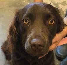 Boykin Spaniel Dog For Adoption In Pottstown Pennsylvania Lara In Pottstown Pennsylvania Dog Adoption Rescue Dogs For Adoption Spaniel Puppies